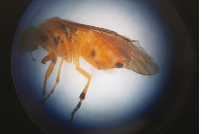 <i>Athalia circularis</i>