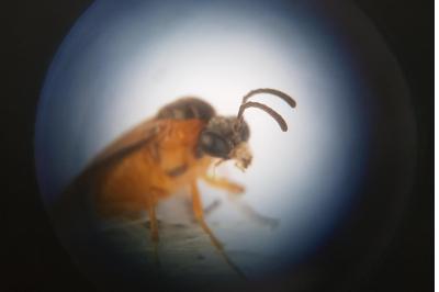 <i>Athalia circularis</i>