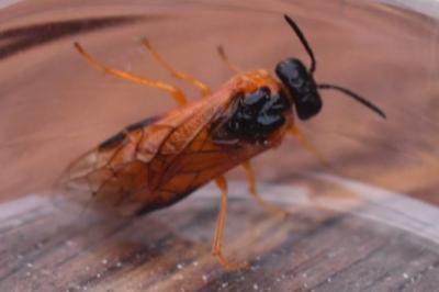 <i>Selandria serva</i>