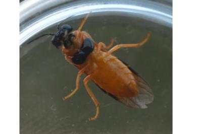 <i>Selandria serva</i>