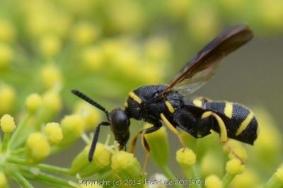 Leucospis à tarière dorsale