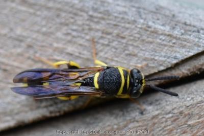 Leucospis à tarière dorsale