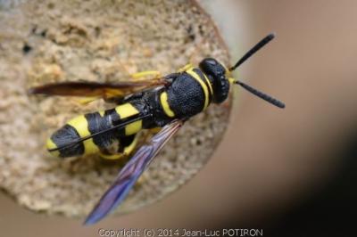 Leucospis à tarière dorsale