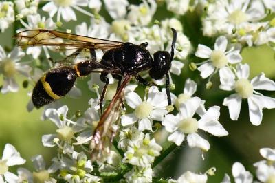 <i>Discoelius zonalis</i>