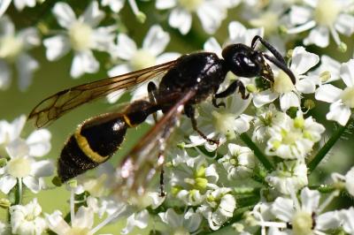 <i>Discoelius zonalis</i>