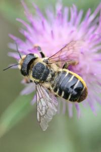 <i>Megachile</i>