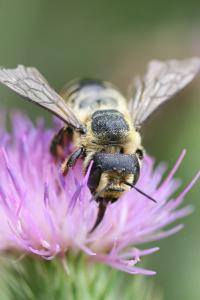 <i>Megachile</i>