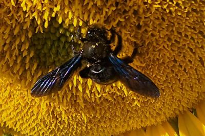 <i>Xylocopa</i>