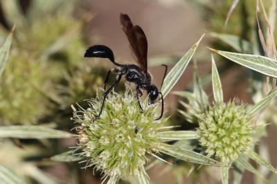 Isodonte mexicaine