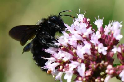 Xylocope violette