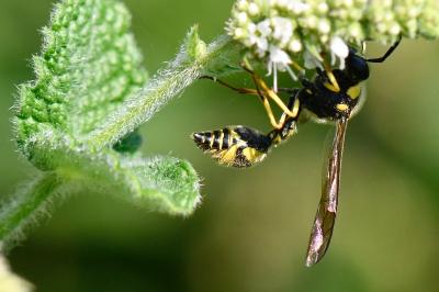 <i>Eumenes papillarius</i>