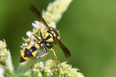 <i>Eumenes papillarius</i>