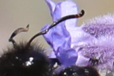 Xylocope violette