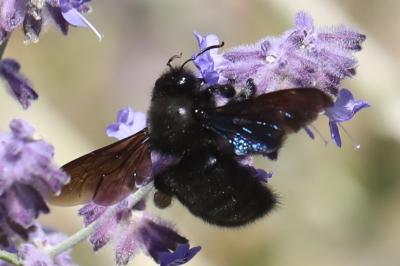 Xylocope violette