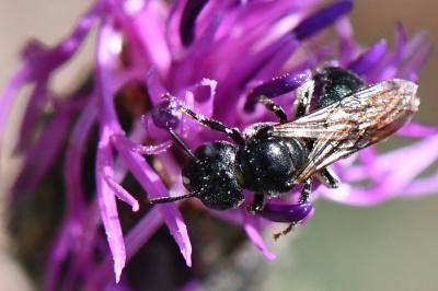 Cératine d'acier
