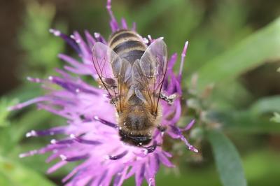 Abeille mellifère