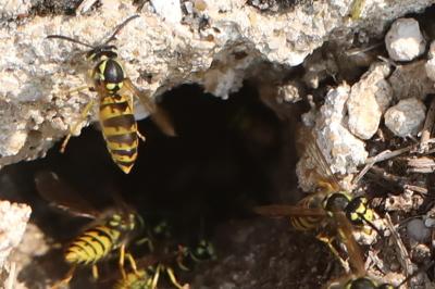 Guêpe germanique