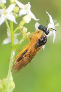 <i>Selandria serva</i>