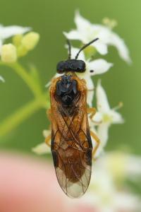 <i>Selandria serva</i>