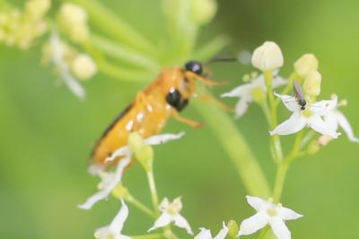 <i>Selandria serva</i>