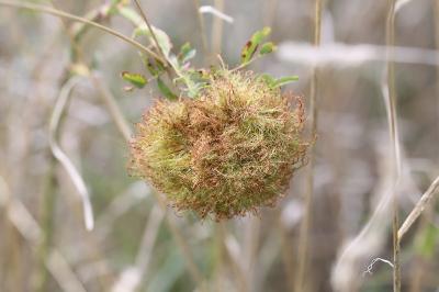 Diplolepis rosae