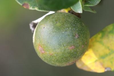 Cynips de la galle ronde du chêne