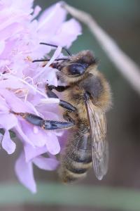 Apis mellifera mellifera