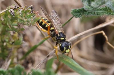 <i>Cerceris ruficornis</i>