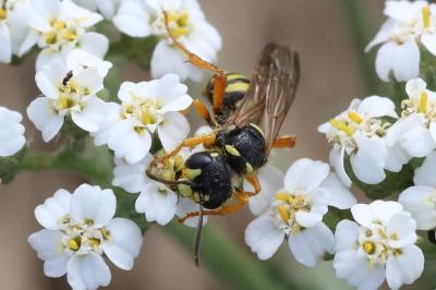 <i>Cerceris ruficornis</i>