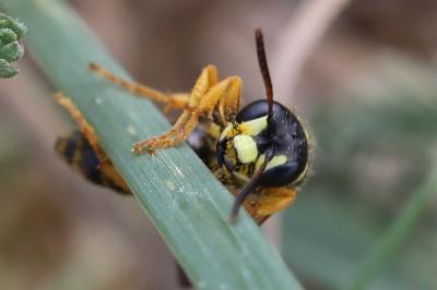 <i>Cerceris ruficornis</i>