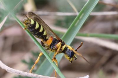 <i>Cerceris ruficornis</i>