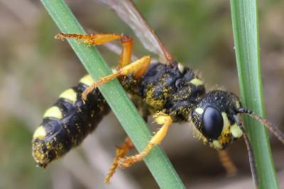 <i>Cerceris ruficornis</i>