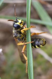 <i>Cerceris ruficornis</i>