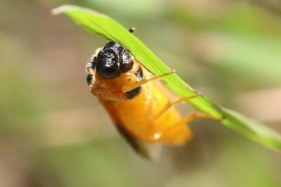 <i>Selandria serva</i>