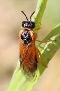 <i>Selandria serva</i>