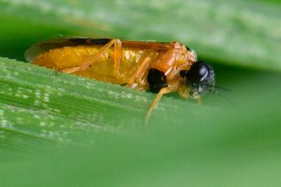 <i>Selandria serva</i>
