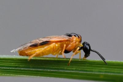 <i>Selandria serva</i>