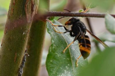 Frelon à pattes jaunes