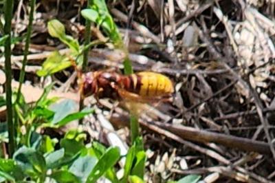 Frelon européen