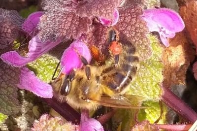 Abeille domestique