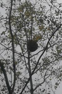 Frelon à pattes jaunes