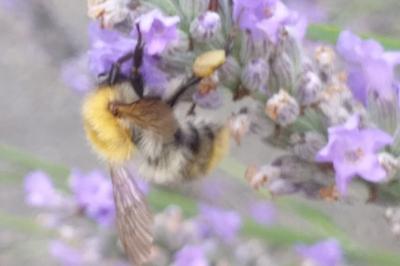 Bourdon des champs