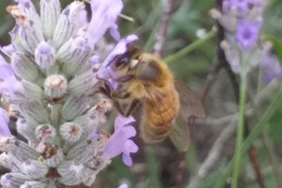 Abeille domestique