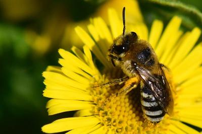 <i>Colletes</i>