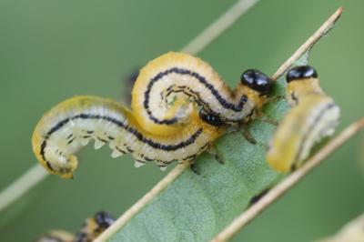 Mouche-à-scie safranée