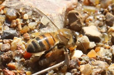 Abeille domestique