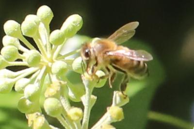 Abeille domestique