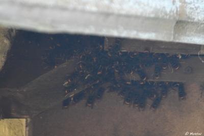 Frelon à pattes jaunes