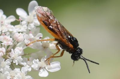 <i>Selandria serva</i>