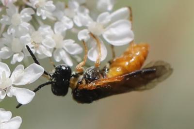 <i>Selandria serva</i>